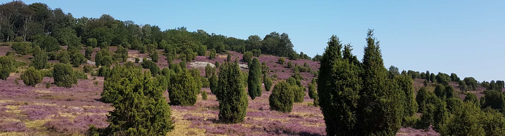 Lüneburger Heide 2019