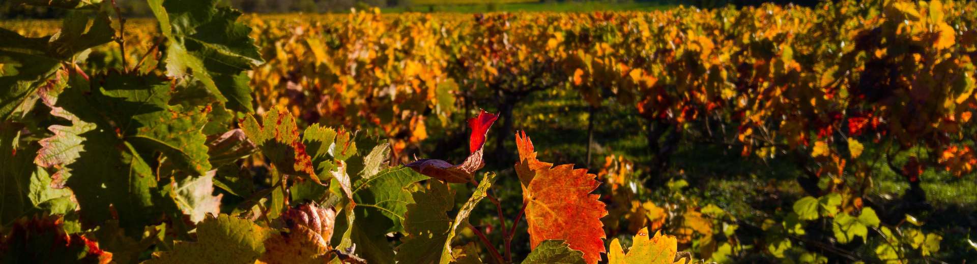 Reben Herbst©Pixabay