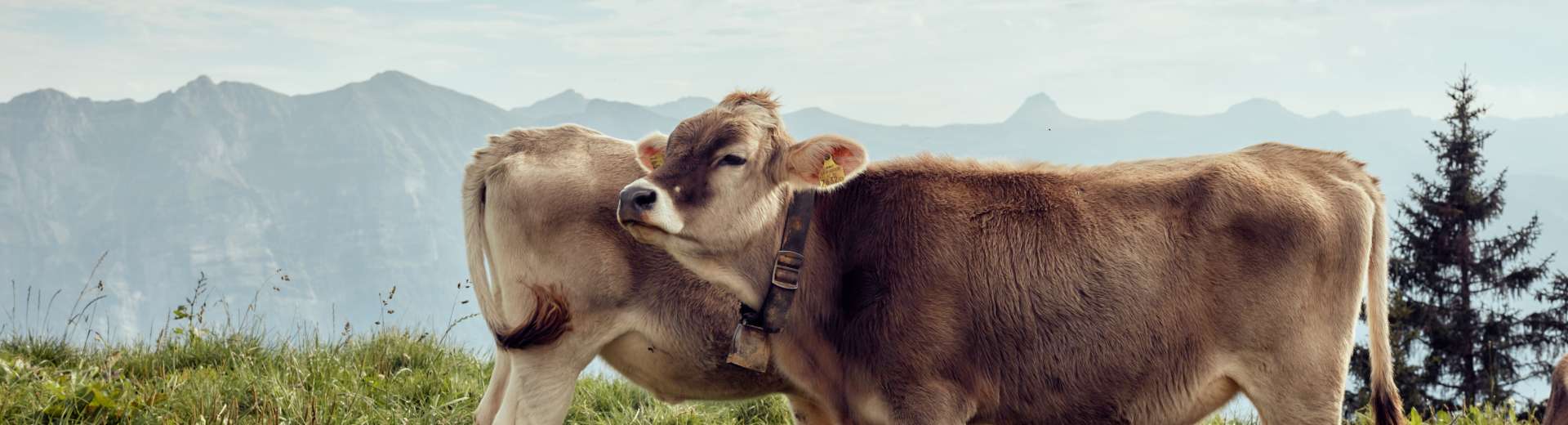 Braunvieh im Bregenzerwald©Ian Ehm - friendship.is
