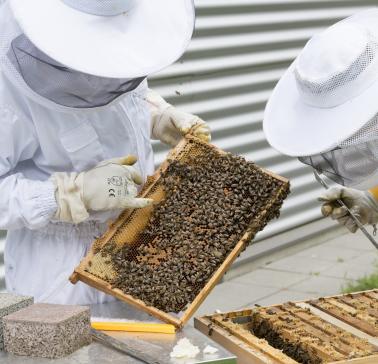 Lüneburg beekeeper Pixabay