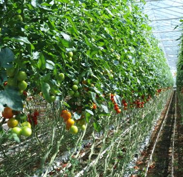 Niederlande Tasty Tom