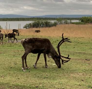 Nordnorwegen mit Lappland & Lofoten 2019