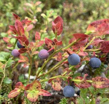 Nordnorwegen mit Lappland & Lofoten 2019