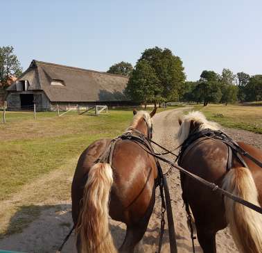 Lüneburger Heide 2019