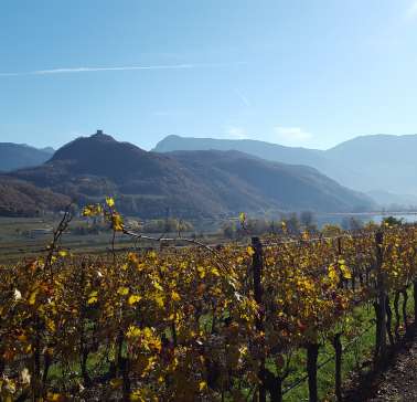 Blick auf Kalterer See und Reben©ADB.jpg