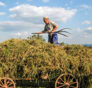 Landwirtschaft©Pixabay