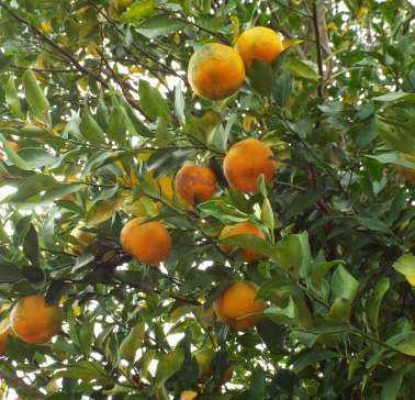 fruit-355096_Bergamotte©Pixabay