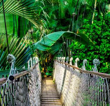 suspension-bridge©pixabay