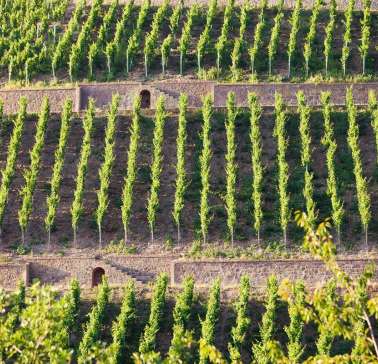 ©Weinland Nahe e.V._Moritz Attenberger