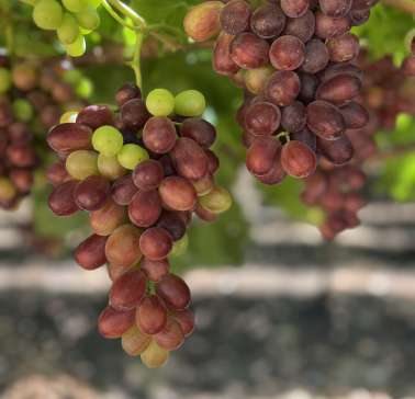 Südafrika Weinreise 2023©ADB