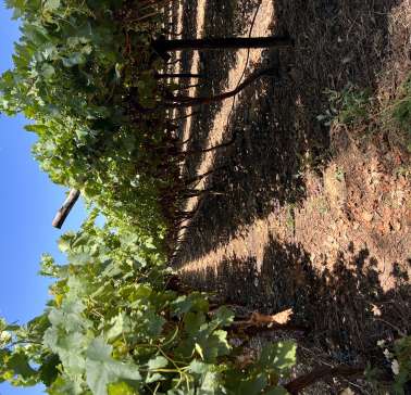 Südafrika Weinreise 2023©ADB