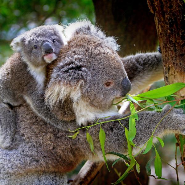 Australien_Koala