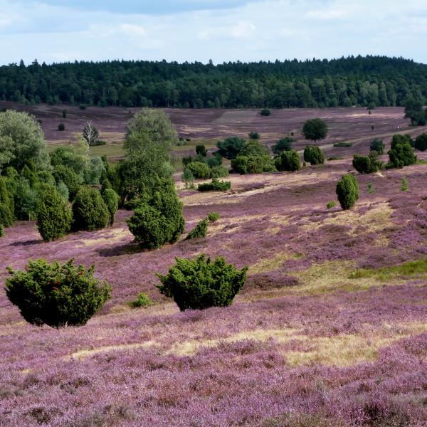 Lüneburger Heide Pixabay