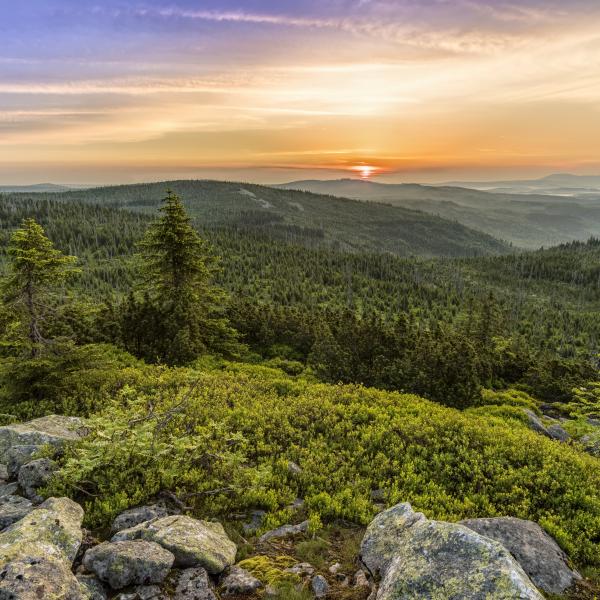  Bay. Wald©Pixabay.jpg 